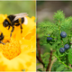 Illustration for article titled Flip-flop-wearing man survives 6 days in wilderness by eating berries and bees